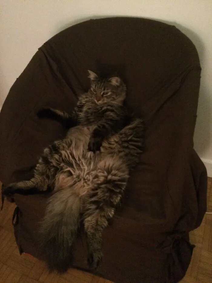 Nino Stole My Chair
