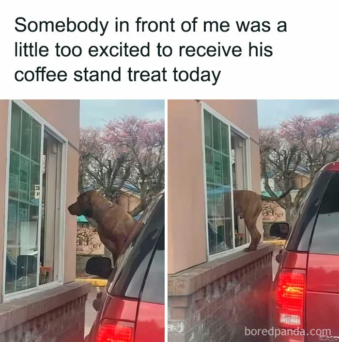 50 Times Dogs Were So Funny And Cute Owners Just Couldn’t Help But Share (New Pics)