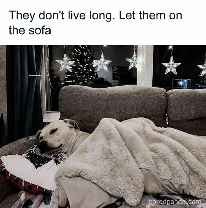 50 Times Dogs Were So Funny And Cute Owners Just Couldn’t Help But Share (New Pics)