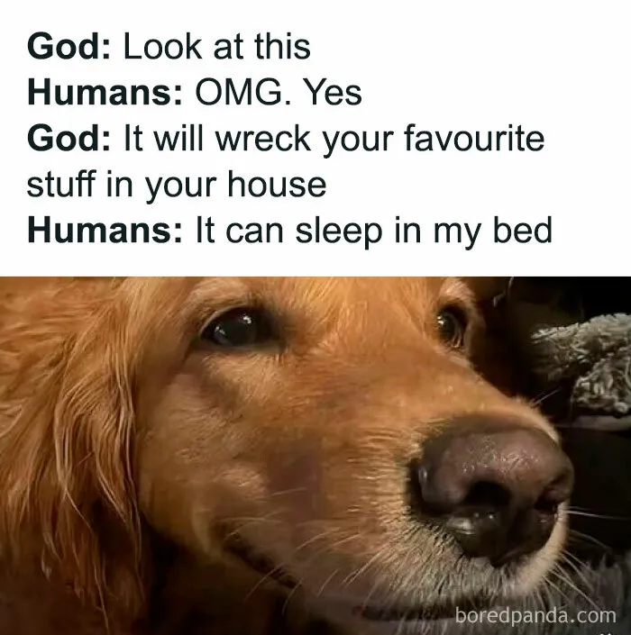 50 Times Dogs Were So Funny And Cute Owners Just Couldn’t Help But Share (New Pics)