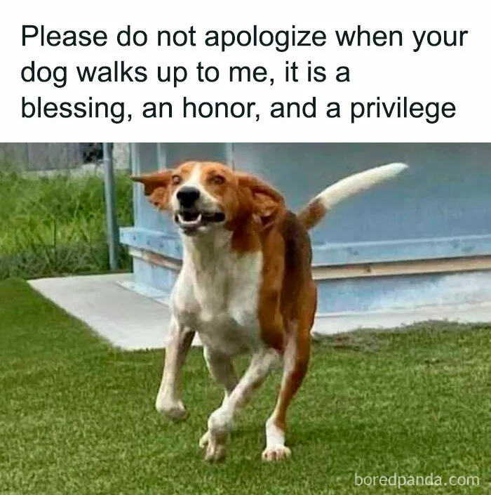 50 Times Dogs Were So Funny And Cute Owners Just Couldn’t Help But Share (New Pics)