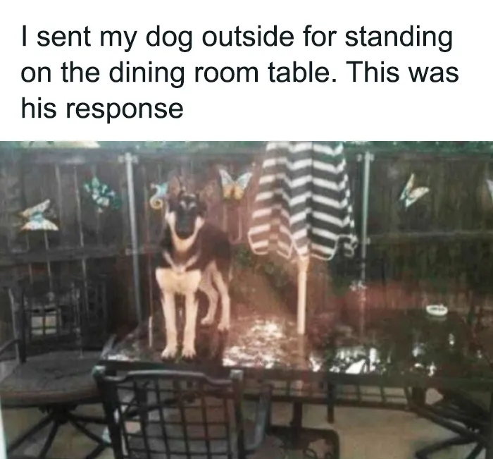 50 Sarcastic Memes That Couldn’t Care Less (New Pics)