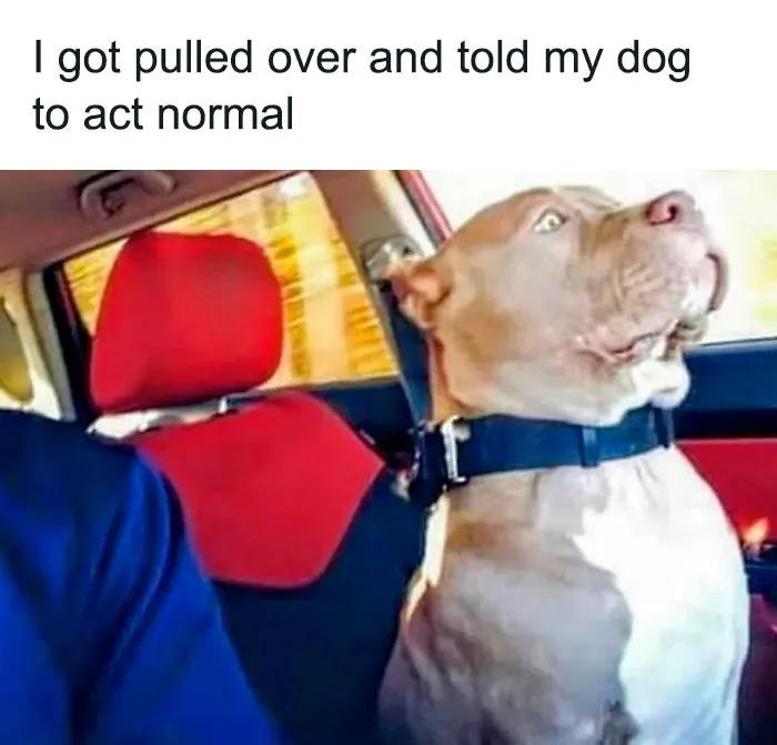 50 Sarcastic Memes That Couldn’t Care Less (New Pics)