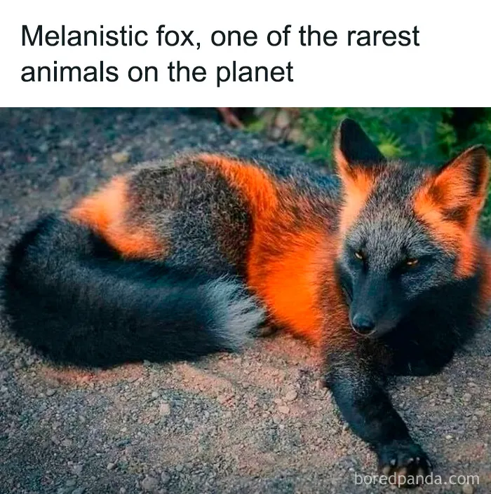 50 Interesting Pics To Make Your Day Better Or Teach You Something New