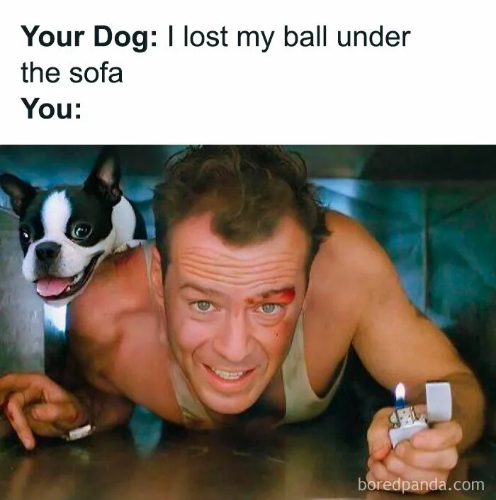 50 Times Dogs Were So Funny And Cute Owners Just Couldn’t Help But Share (New Pics)