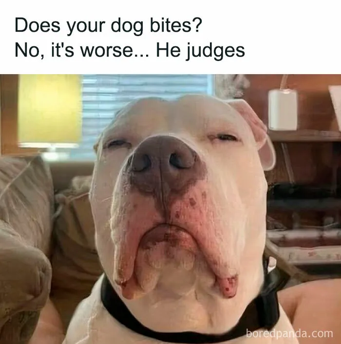 50 Times Dogs Were So Funny And Cute Owners Just Couldn’t Help But Share (New Pics)