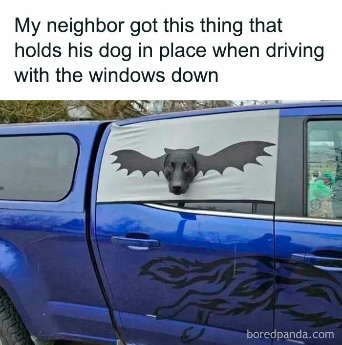 50 Times Dogs Were So Funny And Cute Owners Just Couldn’t Help But Share (New Pics)