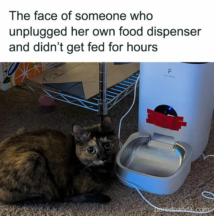 50 Hilariously Relatable Cat Memes That Are Probably Better Than Therapy
