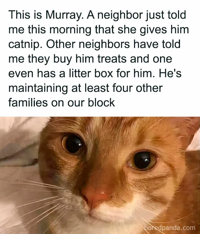 50 Hilariously Relatable Cat Memes That Are Probably Better Than Therapy
