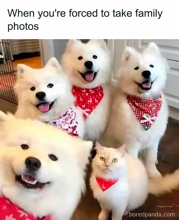 50 Hilariously Relatable Cat Memes That Are Probably Better Than Therapy