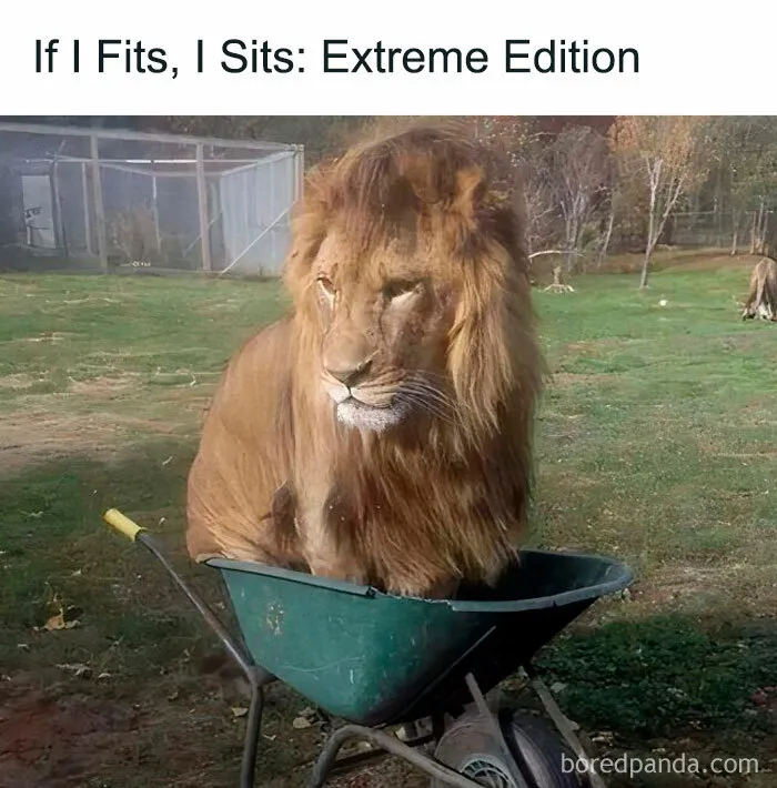 50 Hilariously Relatable Cat Memes That Are Probably Better Than Therapy