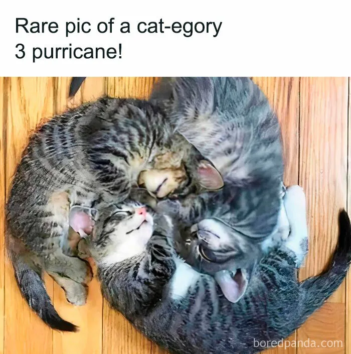 50 Hilariously Relatable Cat Memes That Are Probably Better Than Therapy