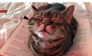 50 Hilariously Relatable Cat Memes That Are Probably Better Than Therapy