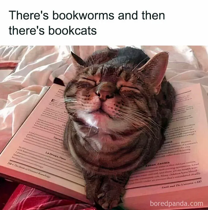 Funny-Cat-Memes-Posts-Iadorecatsgang