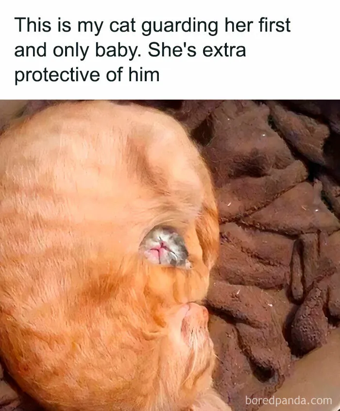 50 Hilariously Relatable Cat Memes That Are Probably Better Than Therapy