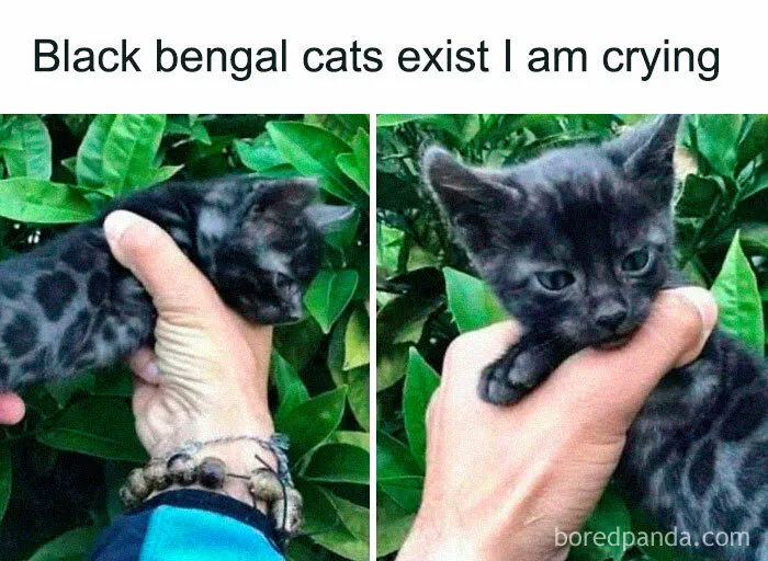 50 Hilariously Relatable Cat Memes That Are Probably Better Than Therapy