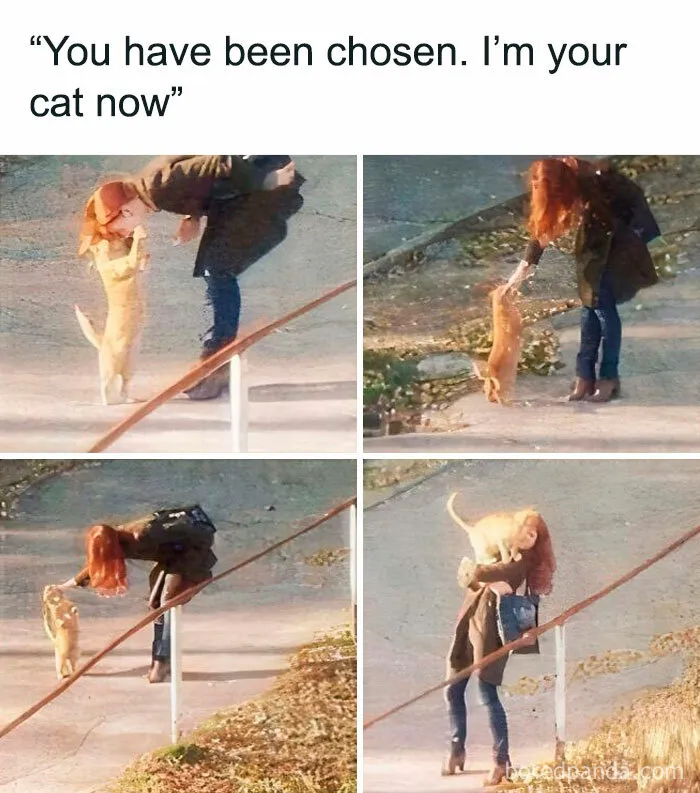 50 Hilariously Relatable Cat Memes That Are Probably Better Than Therapy