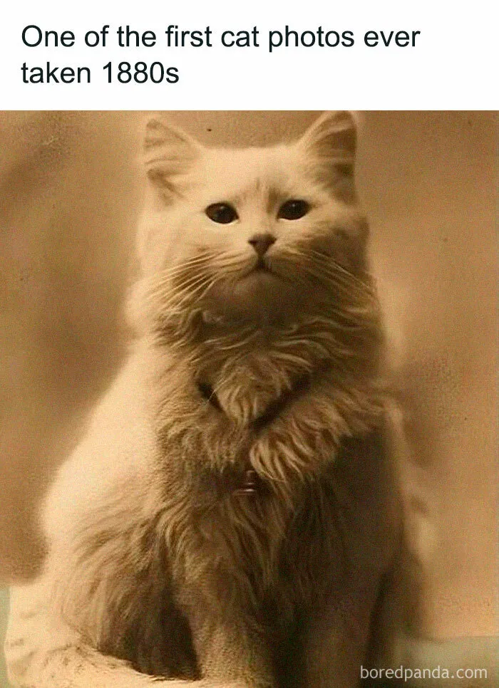 50 Hilariously Relatable Cat Memes That Are Probably Better Than Therapy