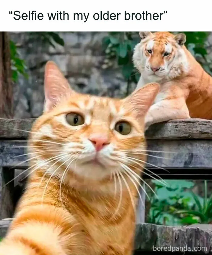 50 Hilariously Relatable Cat Memes That Are Probably Better Than Therapy