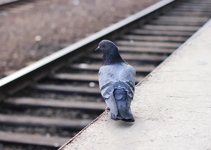 “Everyone Switched To Another Train”: 40 Times Journeys On Public Transport Took A Wild Turn