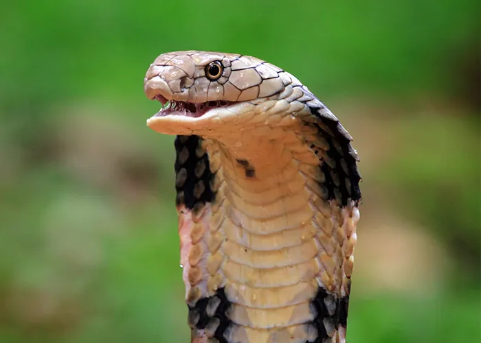 Close-up of a cobra snake with its hood expanded, capturing a terrifying yet fascinating moment of nature's scream.