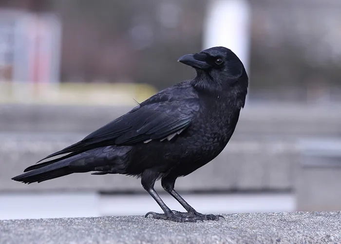 Black crow perched on a concrete surface, capturing the eerie and surreal vibe of public transport experiences.
