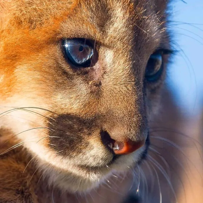 Joe Neely’s 26 Latest Wildlife Photos Prove The Best Moments Are Never Planned