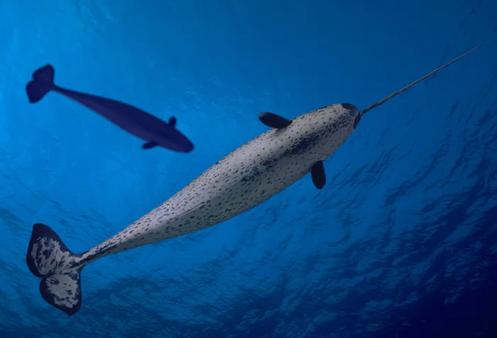 Narwhal
