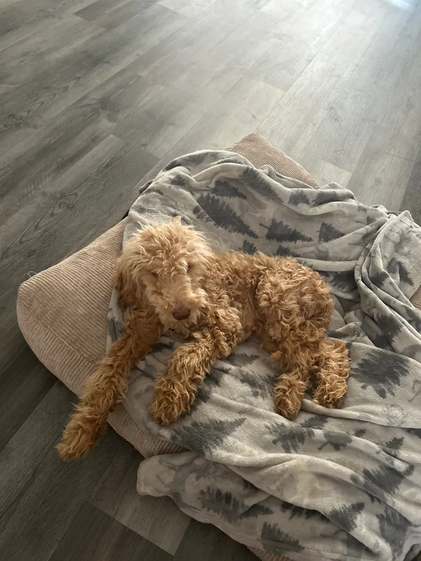 This 5-Month-Old Puppy Needs Her Leg Amputated After A Tragic Accident - Her Family Can’t Afford The Surgery, But They Refuse To Give Up On Her