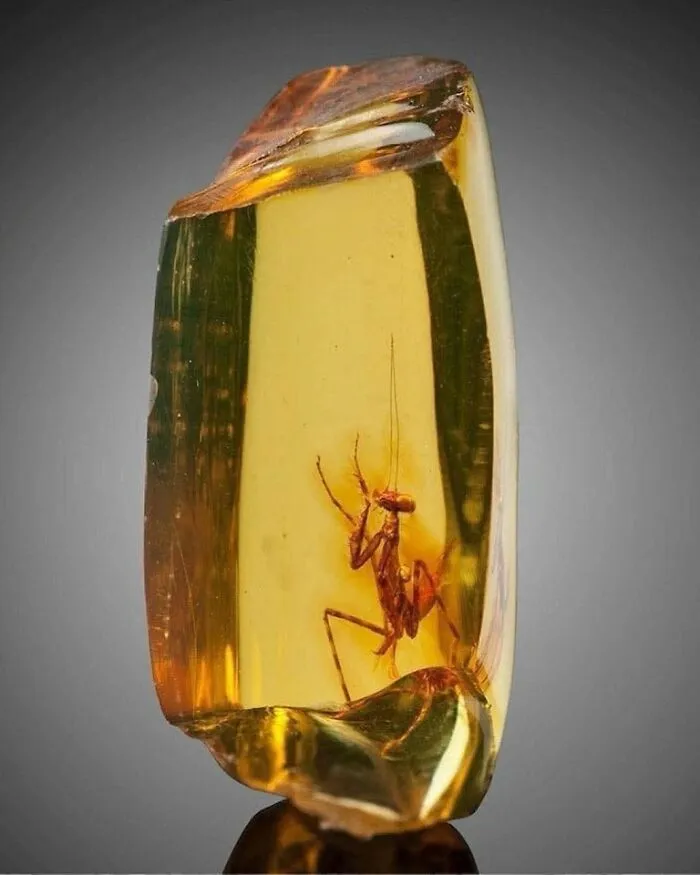 30 Million Year Old Amber Encasing A Praying Mantis