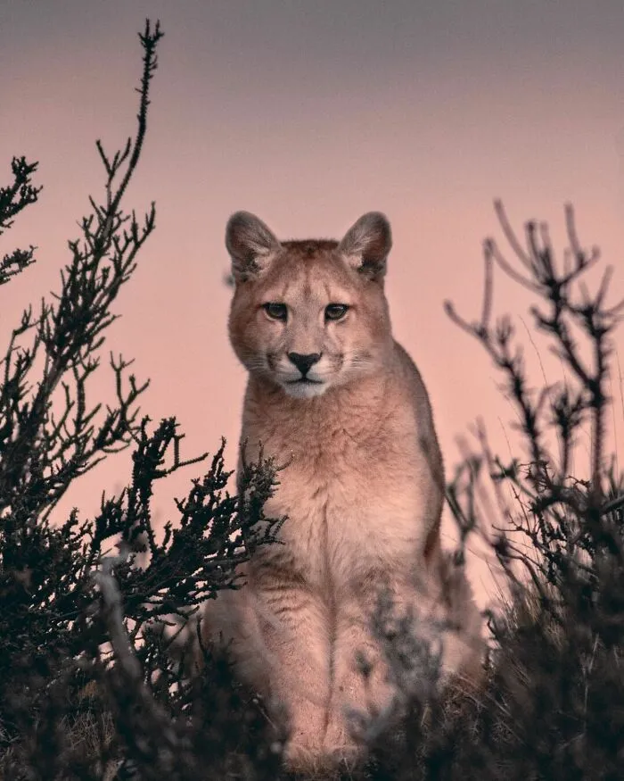 Puma