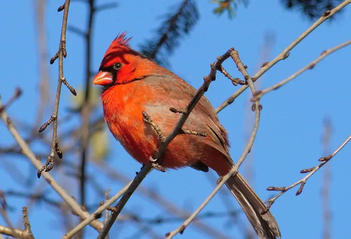 Northern Cardinal