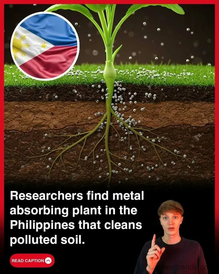 Plant with metal-absorbing roots cleaning polluted soil in the Philippines, related to GTA made in Scotland fun facts.