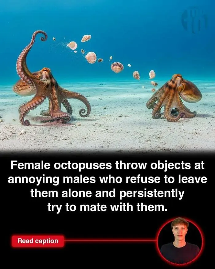 Two octopuses underwater, with one throwing shells at the other; fun facts about the world and GTA made in Scotland.