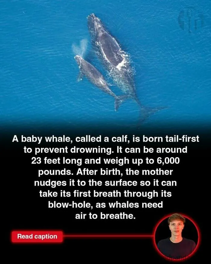 A baby whale calf swimming with its mother, illustrating fun facts to satisfy your curious mind about the world and GTA.