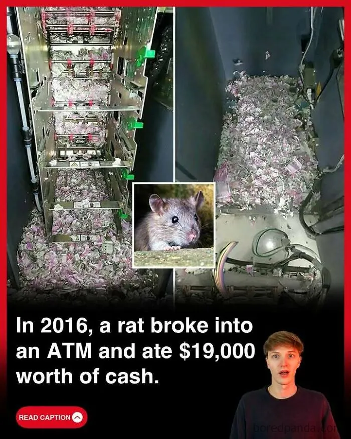 Rat damaging ATM and cash inside, illustrating a fun fact related to GTA made in Scotland and curious world facts.