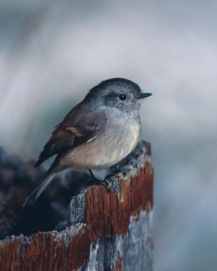 Patagonian Tyrant