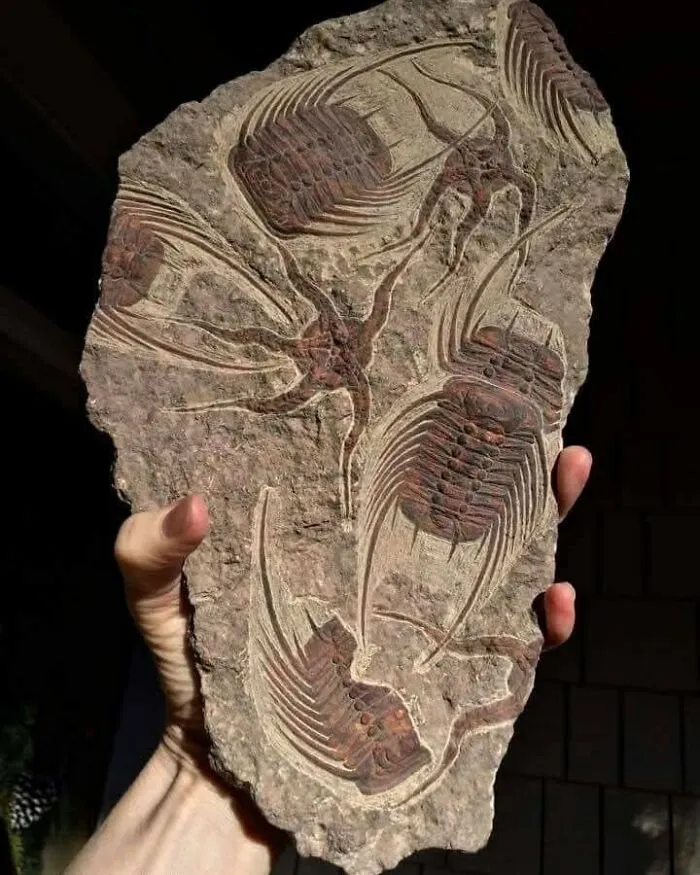 Trilobite Fossil Slab, Likely From Morocco