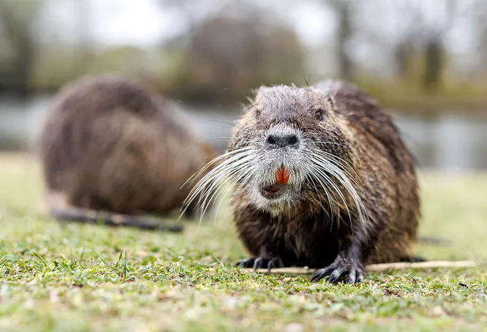 Nutria