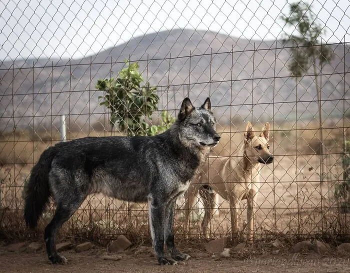 Perro lobo comparado con un perro normal