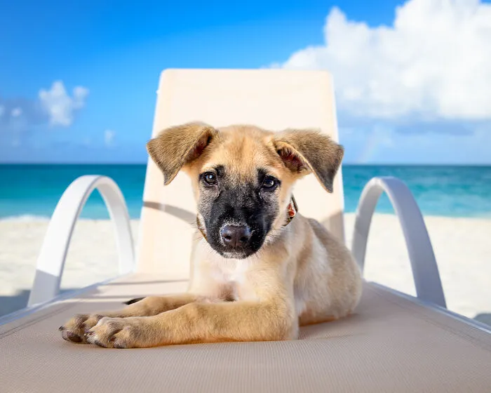 30 Paw-Some Dog Photos Captured By The Bored Panda Community