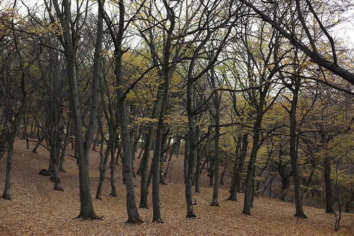 Dense forest with tall, leafless trees and a ground covered in fallen leaves, one of the scariest places around the world.