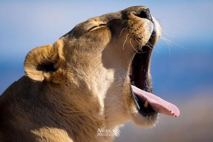 Joe Neely’s 26 Latest Wildlife Photos Prove The Best Moments Are Never Planned