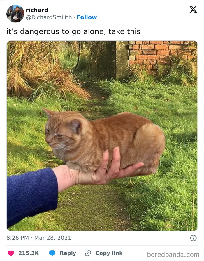 Orange tabby cat curled up on a person's hand outdoors, showcasing one of the most wholesome memes to share.