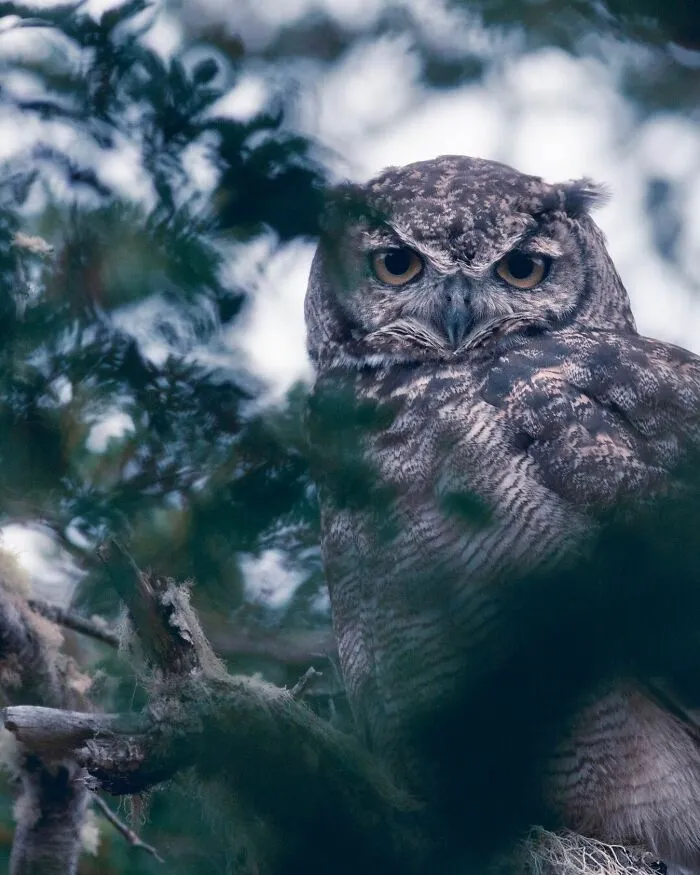 Great Horned Owl