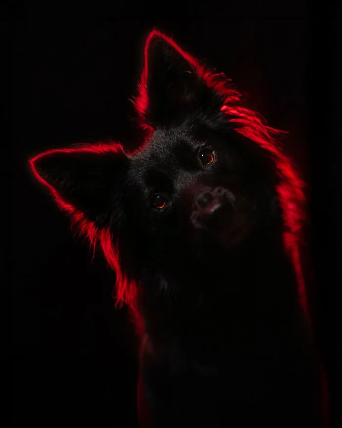 30 Paw-Some Dog Photos Captured By The Bored Panda Community