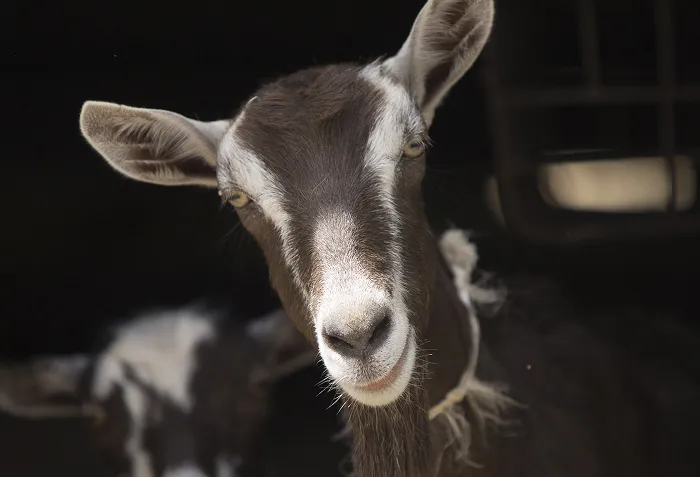 Nigerian Goat
