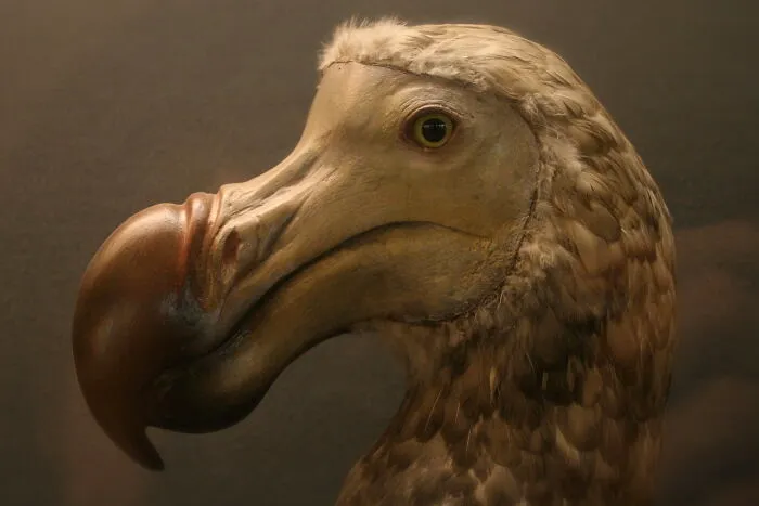 Dodo Bird - Extinct 1662
