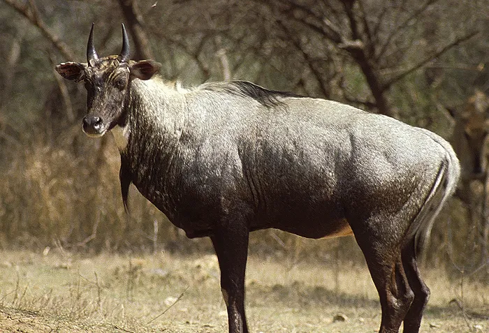 Nilgai