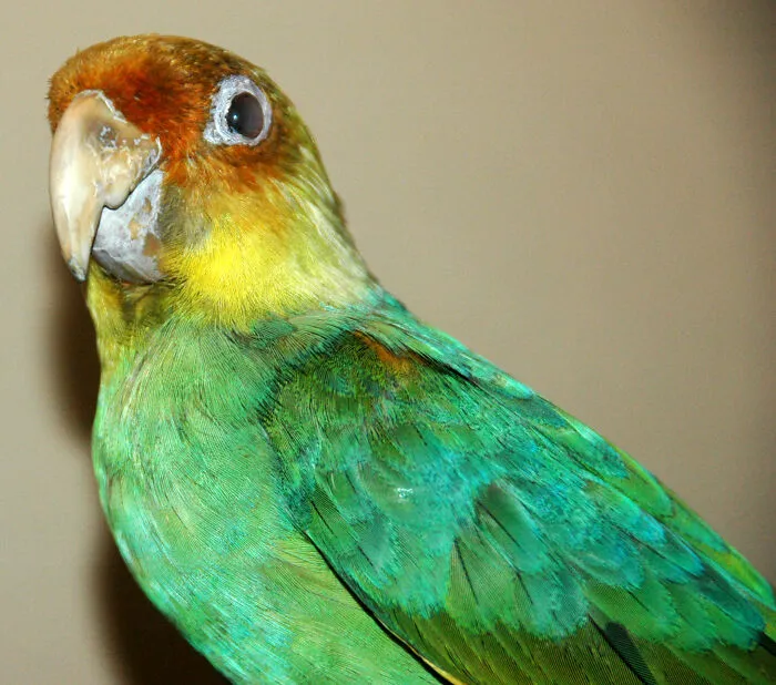 Carolina Parakeet - Extinct 1918